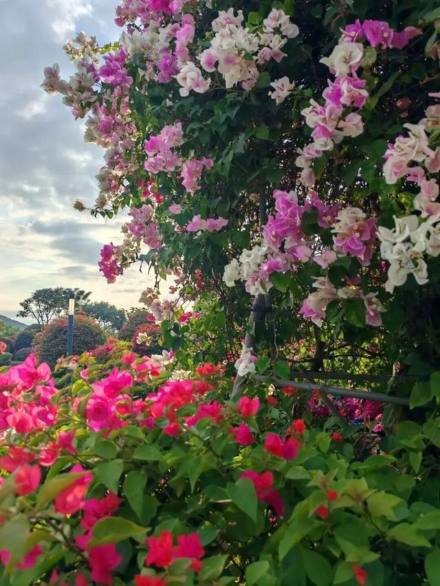 海口新晋打卡点？海口大同桥，因为TA火了→