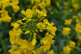拥抱春天 | 又见家乡菜花黄，蝴蝶飞过带花香图片