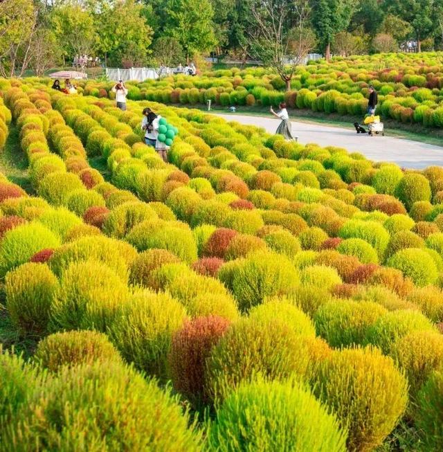 地肤、格桑花、向日葵…来金山这里赏花→