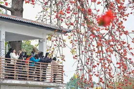 图集｜“花”点时间，邂逅顺德的“春色”图片