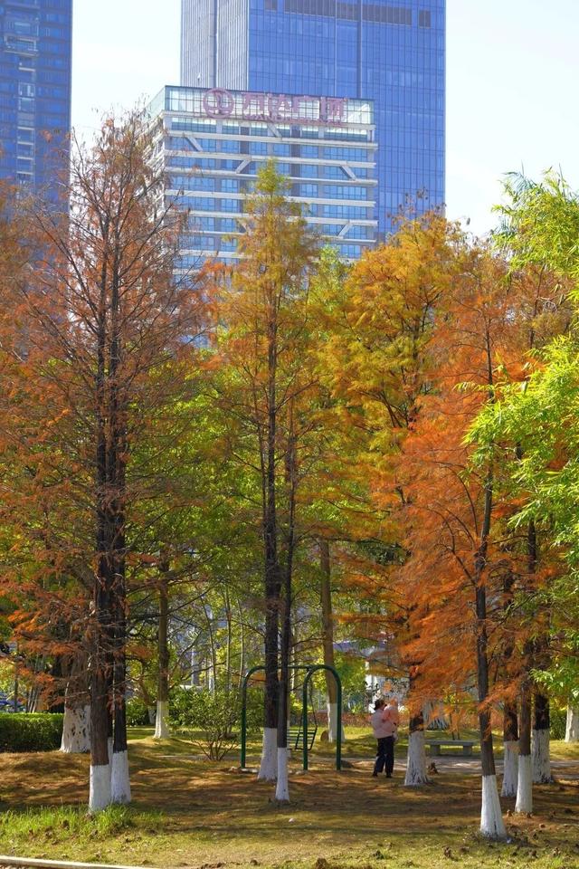 视觉增城｜落羽杉披“红妆” ！快来解锁增城冬日生态画卷