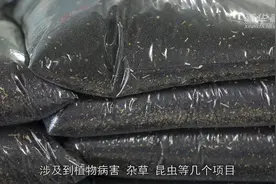Vlog：自贸港海关带你一起了解如何筑牢国门生物安全防线图片