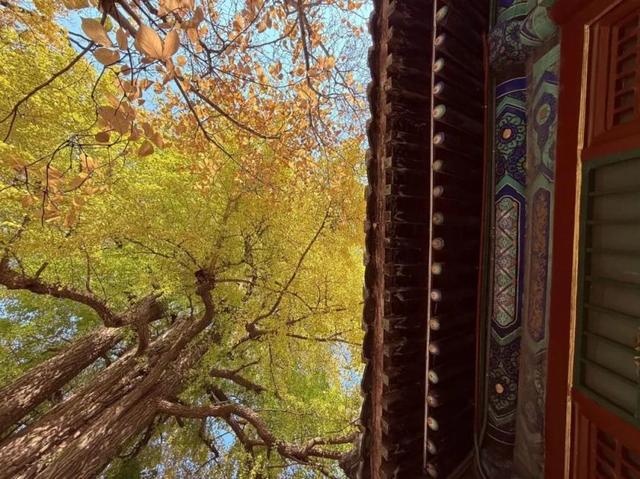 满枝金黄！门头沟千年古银杏进入最佳观赏期