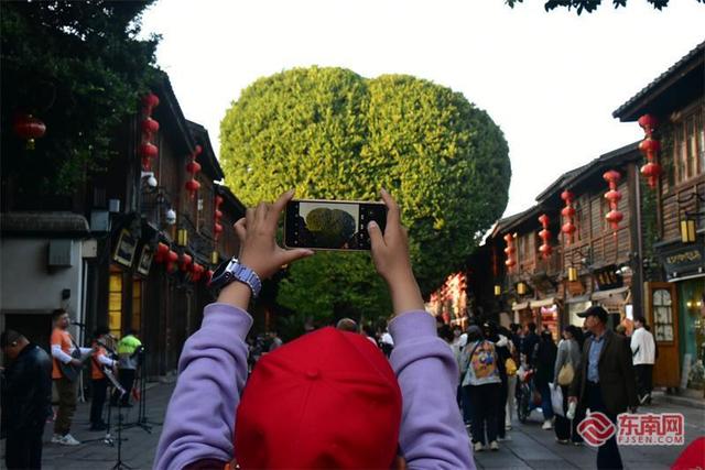 山海研学记：福州古巷定格“爱心树”博物馆“直播”历史