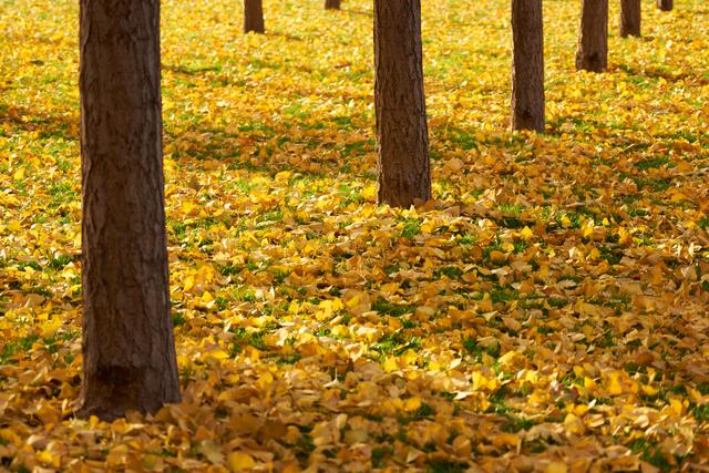郑州“满城彩”的秋色，即将被“雨打风吹去”
