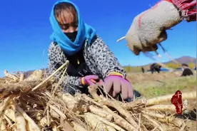 千城百县看中国｜河北平泉：中药材产业走出乡村振兴特色路图片