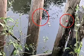 警惕福寿螺！寄生虫多达6000条 误食可致死图片