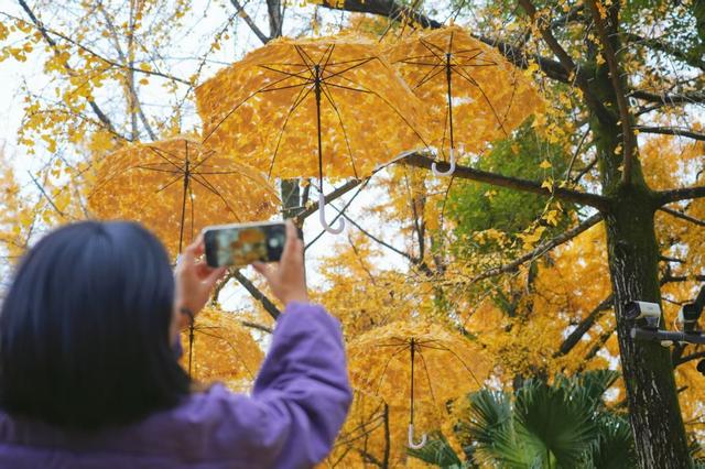 “落叶缓扫”，留住了这份“冬日限定浪漫”