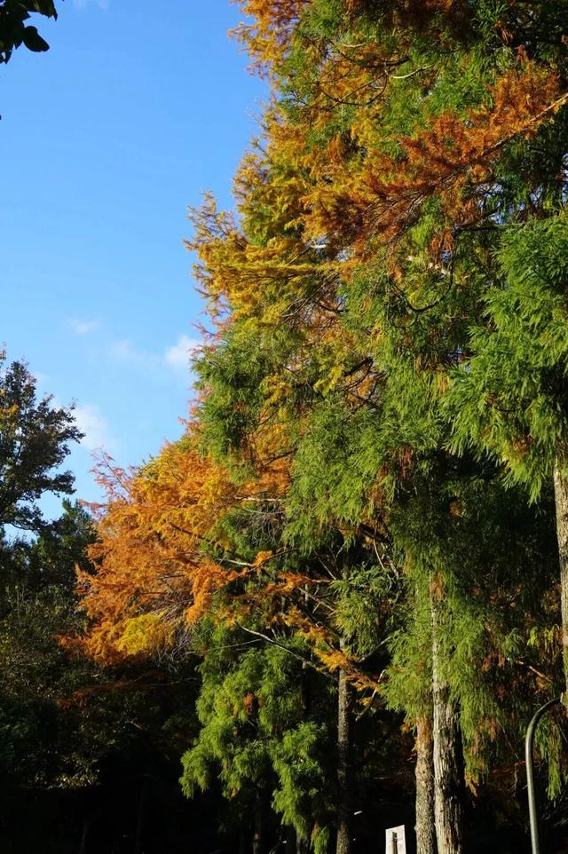 鼓山“枫”景太美啦！详细打卡点位戳→
