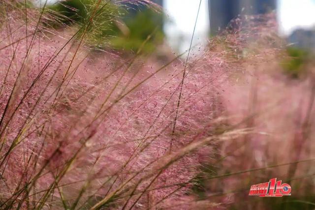 “顶流”回归！近期，福州大量出现