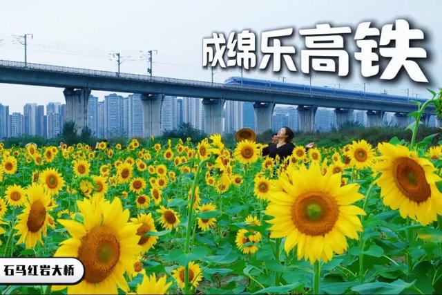 金秋有礼 绵阳有你 ‖ 游仙新晋网红打卡地：来石马看动车与向日葵花海的浪漫相遇