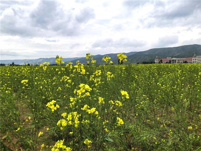 油菜花盛开美如画