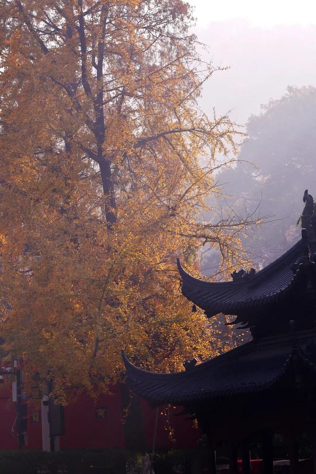 中大路 “红” 了！本周 C 位遛弯地预定！