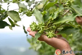 贵港市港南区木梓镇八角飘香图片