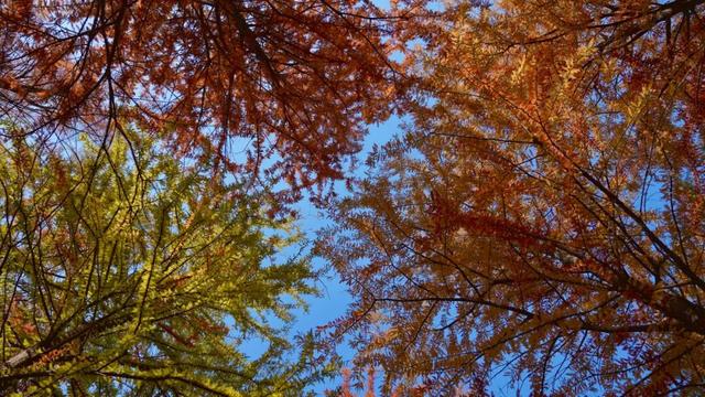 冬韵染南海 一帧一景皆画境