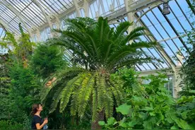 AI帮世界上“最孤独”植物找对象图片