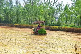 赤壁：谷雨插秧忙 农机来帮忙图片
