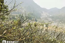 永泰梅花盛开期即将到来，快去奔赴2025的第一场花事！图片