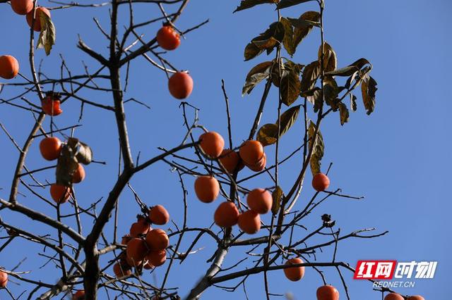 大美红图丨山东淄博：一抹柿红染初冬，田庄藏着岁月暖