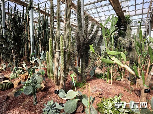 寒冬腊月依然根壮叶绿，省植物园沙生王国邀你来打卡｜组图