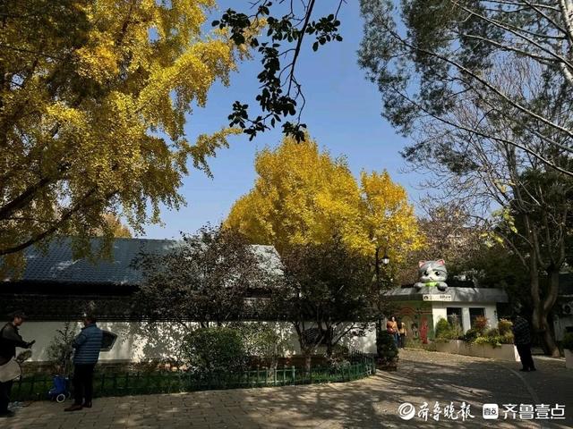邂逅浪漫秋光，济南市多家公园景区秋色已备好