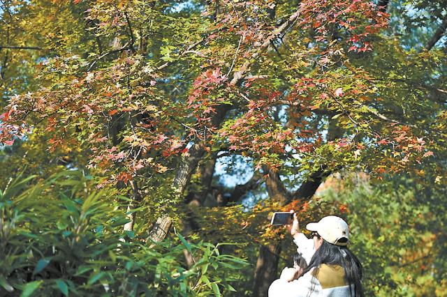 文旅｜北京多维度发力增加“赏秋+”内涵 科技创新助力北京秋天“慢下来”