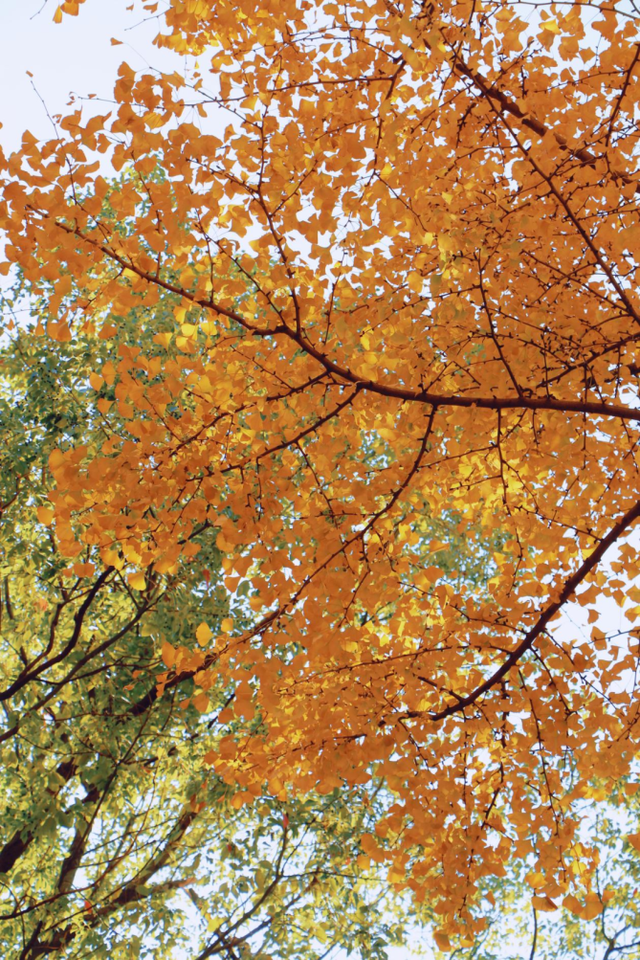 生态科技新城冬日色彩：满城尽染“银杏黄”