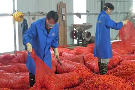普洱镇沅：工业辣椒喜丰收图片