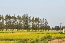 秋日游崇明，这条小众路线一定不能错过图片
