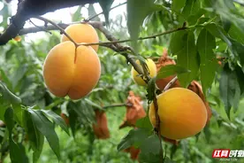 组图丨韶山的黄桃熟了图片