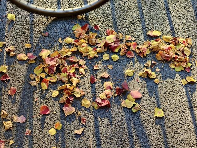 上海街头变身浪漫剧场！“落叶不扫”已上线