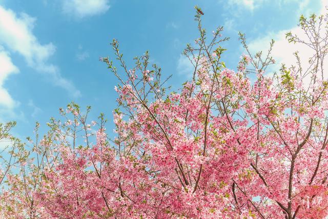 粉樱漫山 两万株樱花绽放出绝美春天