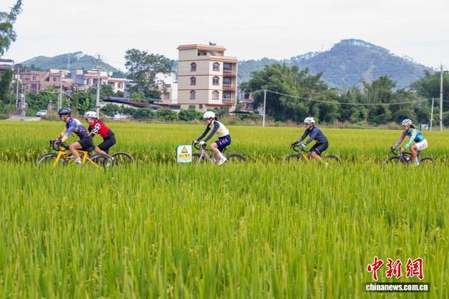 广西梧州稻浪金黄 骑行队伍穿梭享丰景