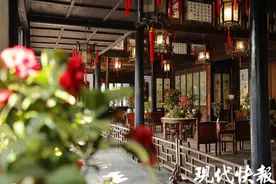 200多个品种茶花齐聚苏州留园，本月中旬将迎来最佳观赏期图片