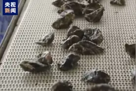 美国康涅狄格州捕捞的牡蛎可能被污染图片