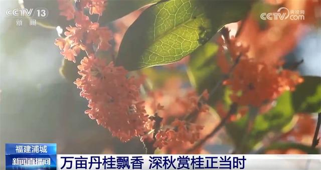 特色“赏秋游”澎湃“秋日经济”新动能 “文旅+”成为激发消费新引擎