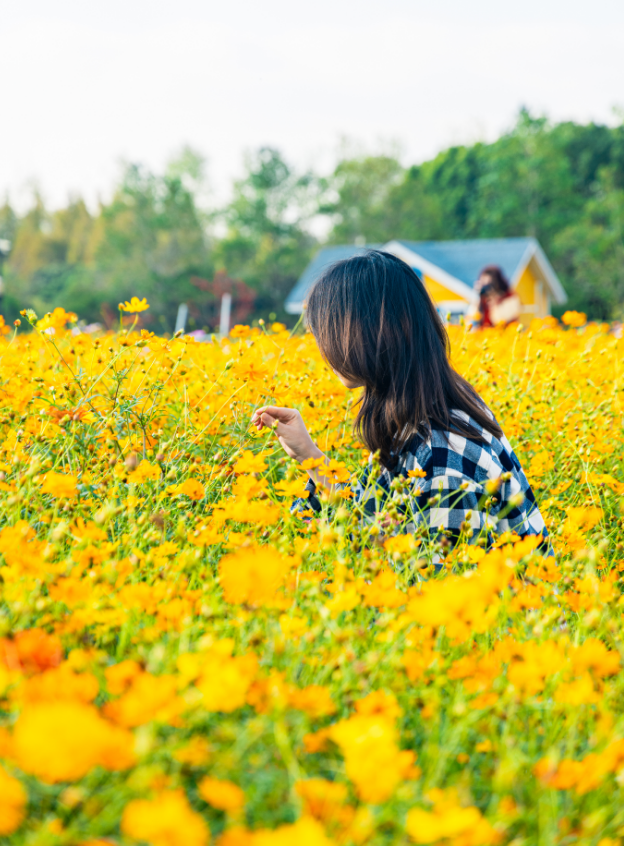 免费！上海近郊23000平方米硫华菊花海缤纷绽放→