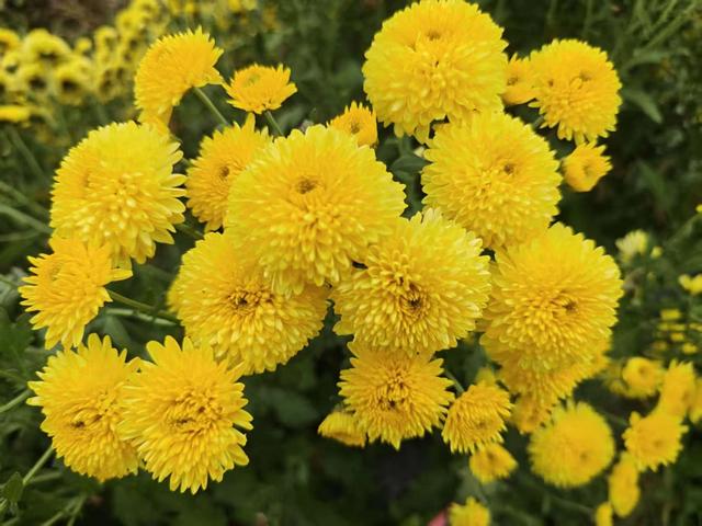 去安顺，赴赏菊之约！