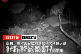 C视频丨雪豹、金雕进食牦牛！四川这一保护区采集多种珍稀野生动物影像图片