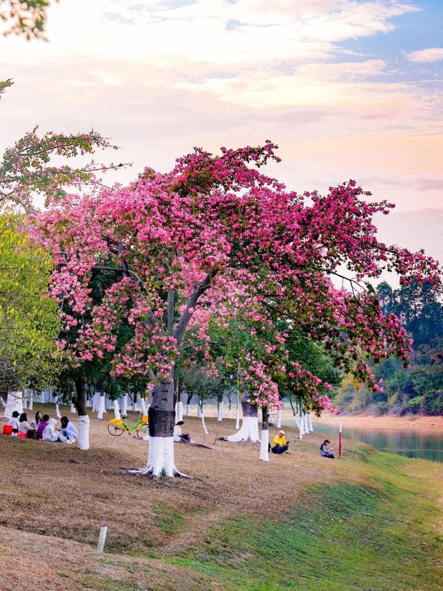 最美松湖 | 这棵“顶流”异木棉到底有多顶？
