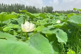 沿着黄河遇见海｜淄博高青：生态赋能多元融合 激活乡村振兴“新引擎”图片