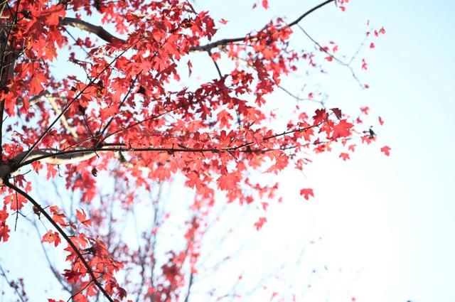 红了~红了，来宿城追“枫”！