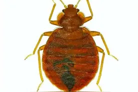 多国出现床虱，万一碰上被咬怎么办？图片