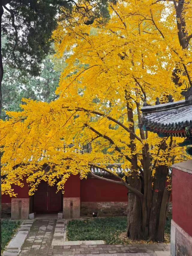 香山彩叶变色率已达75%-85%，这12处捡秋点位超出片