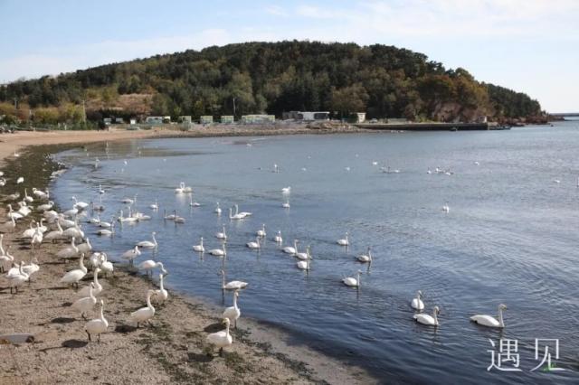 遇见丨海草房×大天鹅，奔赴一场冬日的顶级浪漫