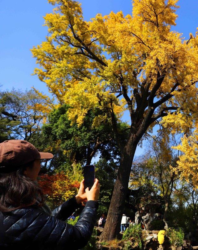 江苏苏州：游姑苏留园 赏金色银杏