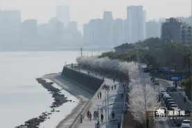 钱塘江边“樱花跑道”进入最美季节图片