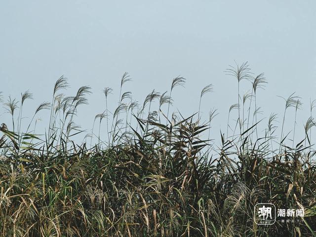 西溪听芦节即将启幕，这份湿地秋日浪漫请收好