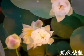 在苏州，冬季也能赏荷花啦图片