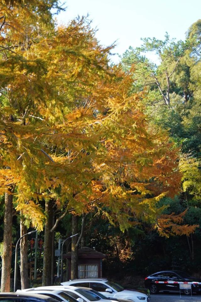 鼓山“枫”景太美啦！详细打卡点位戳→